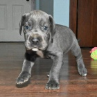 Kr�sn� n�meck� doga na prodej