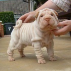 Prod�m �t��ata Shar-pei