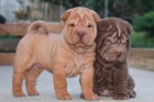 Prod�m �t��ata Shar-pei