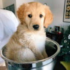 Prod�m �t��ata zlat�ho retr�vra.  