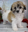 Prod�m mini hra�ku �t��ata MALTIPOO.