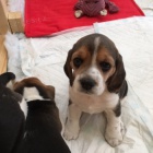 Prod�m kr�sn� a rozko�n� �t��ata b�gla.