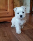 Prod�m �t��ata West Highland White Terriers