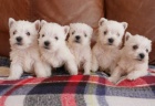 Prod�m �t��ata West Highland White Terriers