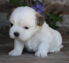 Prod�m �t��ata SHIH TZU