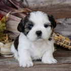 Prod�m �t��ata SHIH TZU