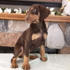 Prod�m �t��ata dobrmana.