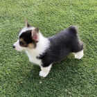 Prod�m kr�sn� �t��ata Pembroke Welsh Corgi.
