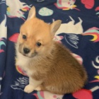 Prod�m kr�sn� o�kovan� a od�erven� �t��ata Pembroke Welsh Corgi.