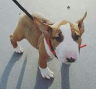 Prod�m kr�sn� �t��ata anglick�ho bulteri�ra.