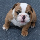 Prod�m kr�sn� �t��ata Anglick�ho buldo�ka