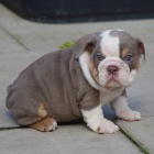 Prod�m kr�sn� O�KOVAN� �t��ata anglick�ho buldo�ka