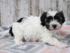 Prod�m roztomil� a zdrav� �t��ata havanese.