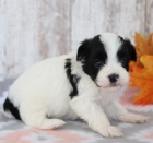 Prod�m roztomil� a zdrav� �t��ata havanese.