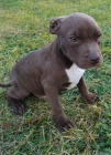 Americk� pitbulteri�r �T��ATA