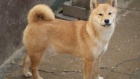 Shiba Inu �t��ata na prodej