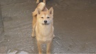 Shiba Inu �t��ata na prodej