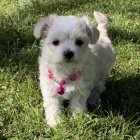 Prod�m o�kovan� mini hra�ka malt�z��k�.