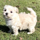 Prod�m o�kovan� mini hra�ka malt�z��k�.