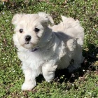 Prod�m o�kovan� mini hra�ka malt�z��k�.