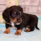 Prod�m zdrav� o�kovan� �t��ata jezev��k� mini toy