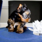 Prod�m �t��ata pudla TOY.