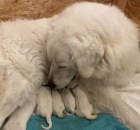 Slovensk� �uva� s PP