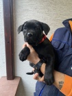 Cane Corso �t��ata na prodej
