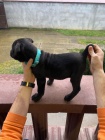 Cane Corso �t��ata na prodej
