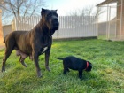 Cane Corso �t��ata na prodej