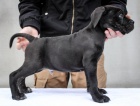 Cane Corso �t��ata