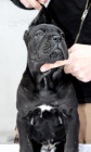 Cane Corso �t��ata