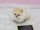 N�meck� �pic trpasli�� (pomeranian) - �t�nata s pp