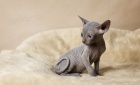 Registrovan� ko�ata Sphynx