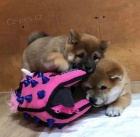 Shiba Inu �t��ata k adopci.