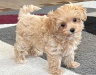 Maltipoo �t��ata k adopci.
