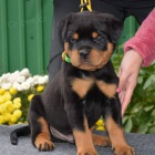 Rottweiler �t��ata k adopci.