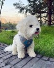 Bichon Frise �t��ata k adopci.