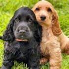 Rozko�n� �t���tka kokr�pan�la k adopci.