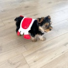 Prod�m roztomil� a o�kovan� �t��ata yorkie.