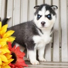 Prod�m sibi�sk� husky s kr�sn�ma modr�ma o�ima.