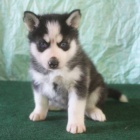Sibi�sk� husky na prodej.
