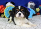 Prod�m o�kovan� �t��ata kaval�r King Charles Spaniel.