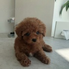 Prod�m mini TOY �t��ata PUDLA.