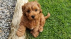 Prod�m zdrav� a kr�sn� �t��ata cavapoo.