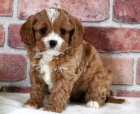 Prod�m zdrav� mini �t��ata cavapoo.