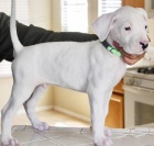 Prod�m o�kovanou argentinskou dogo