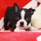 Prod�m dob�e hygienicky a soci�ln� vy�kolen� �t��ata bostonsk�ho teri�ra.