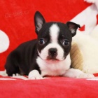 Prod�m dob�e hygienicky a soci�ln� vy�kolen� �t��ata bostonsk�ho teri�ra.