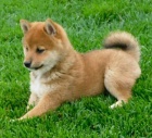 Prod�m o�kovan� a od�erven� �t��ata shiba inu